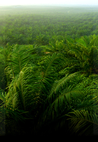 Palm Oil